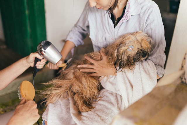 Bath & Brush Dog Grooming Services Barrie L4N