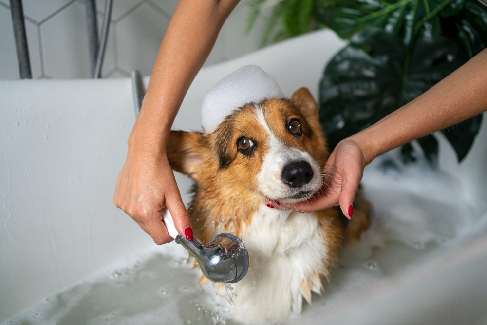 Bath & Tidy Dog Grooming in Barrie Minet’s Point