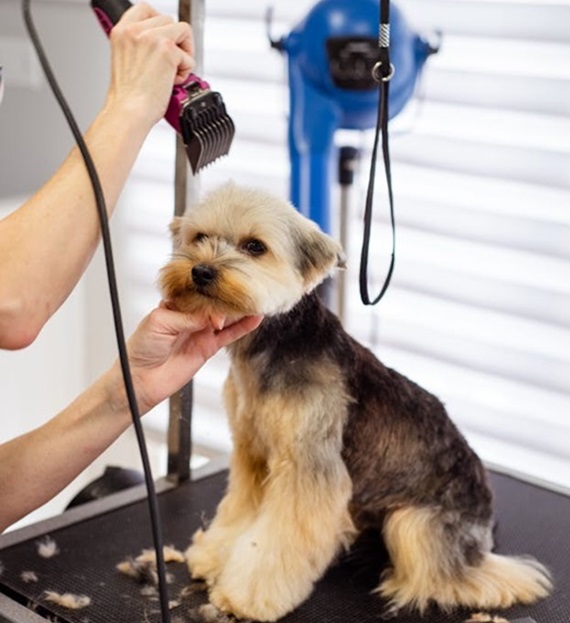 Experienced Dog Groomers Providing Professional Dog Grooming in Barrie Downtown