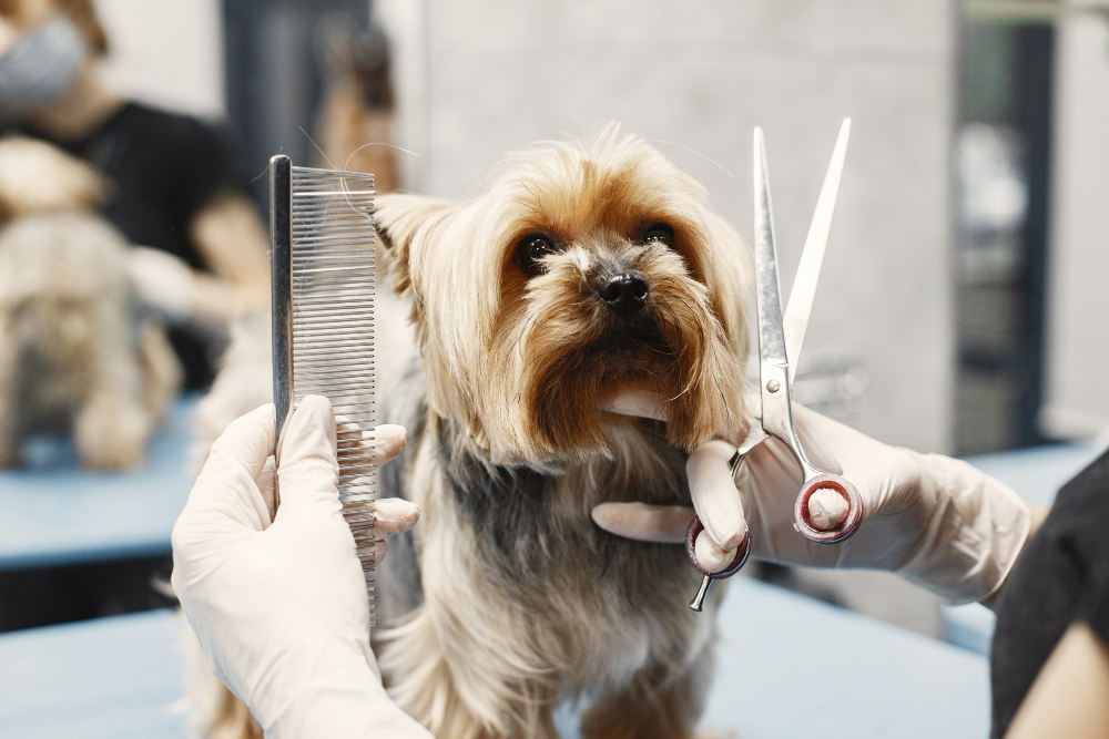 Professional Full Grooming Dog Grooming near Essa Road Barrie